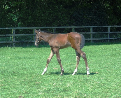 2018 colt by Paco Boy